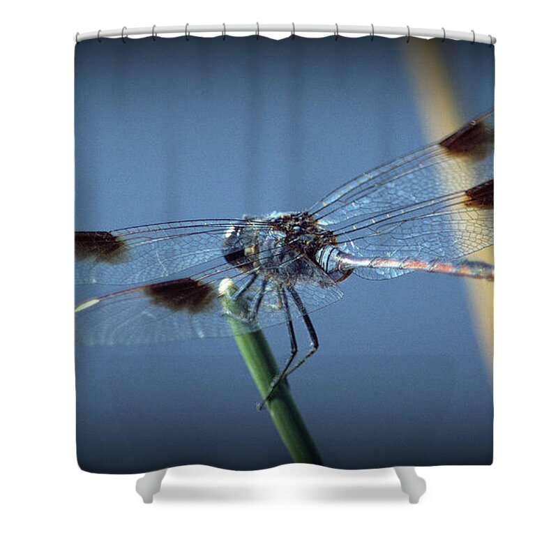  Shower Curtain featuring the photograph My Favorite Dragonfly by Kimberly Woyak