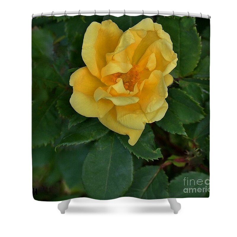 Photo Shower Curtain featuring the photograph My First Yellow Rose by Marsha Heiken