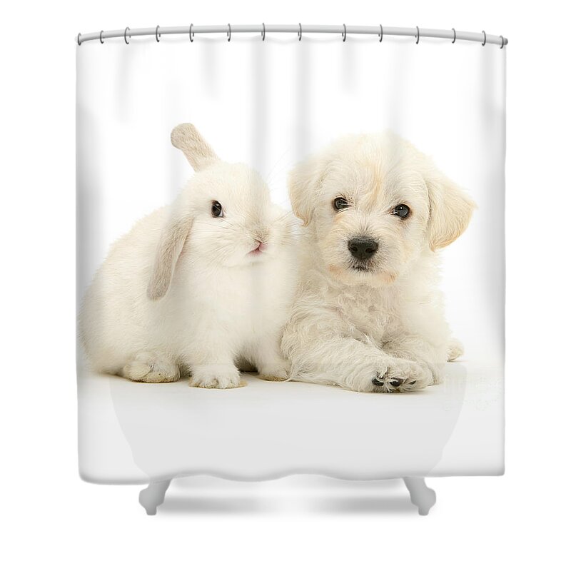 Highland White Terrier Shower Curtain featuring the photograph My Friend and I are All White by Warren Photographic