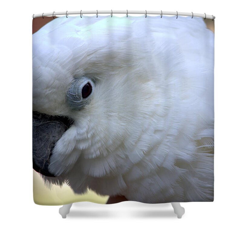 Rudy Shower Curtain featuring the photograph My Friend Rudy by Jeanette C Landstrom