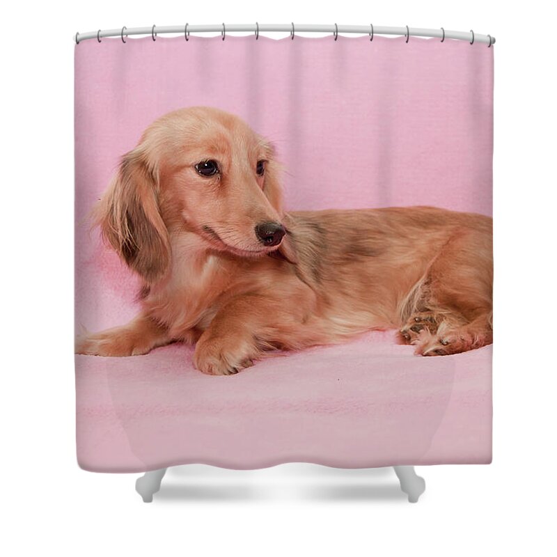 Companion Shower Curtain featuring the photograph My Girl Joey by Ree Reid