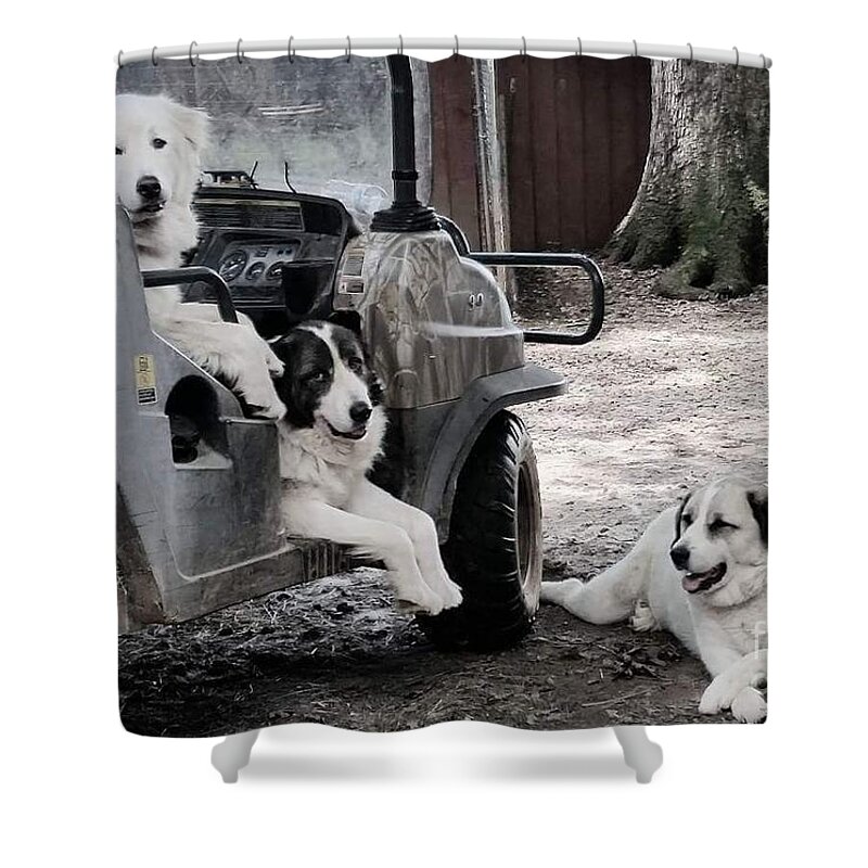 Dogs Shower Curtain featuring the photograph My Helpers by Rabiah Seminole