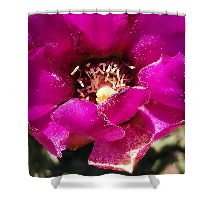 Cactus Shower Curtain featuring the photograph My Petals Runneth Over by Brad Hodges