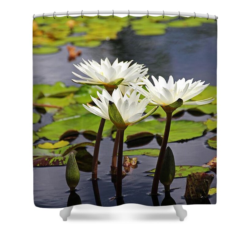 Water Lily Shower Curtain featuring the photograph My Sweetest Madness by Michiale Schneider