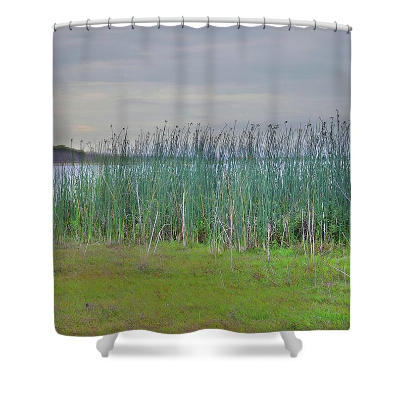 Landscape Shower Curtain featuring the photograph Myakka Tall Reeds by Florene Welebny