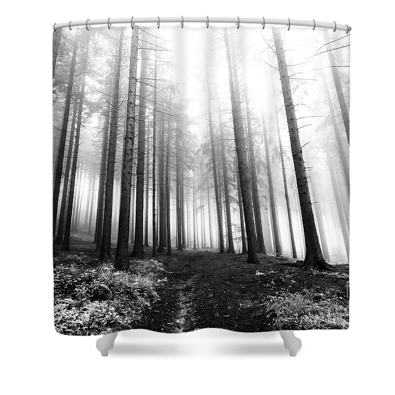 Bleak Shower Curtain featuring the photograph Mysterious Forest by Michal Boubin