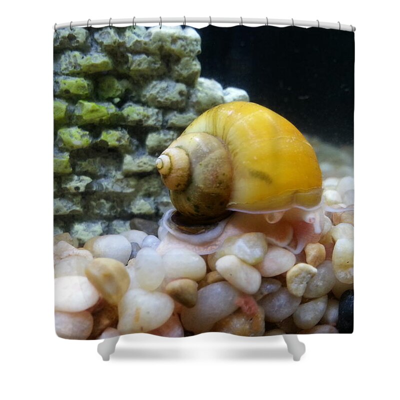 Mystery Snail Shower Curtain featuring the photograph Mystery Snail by Robert Knight
