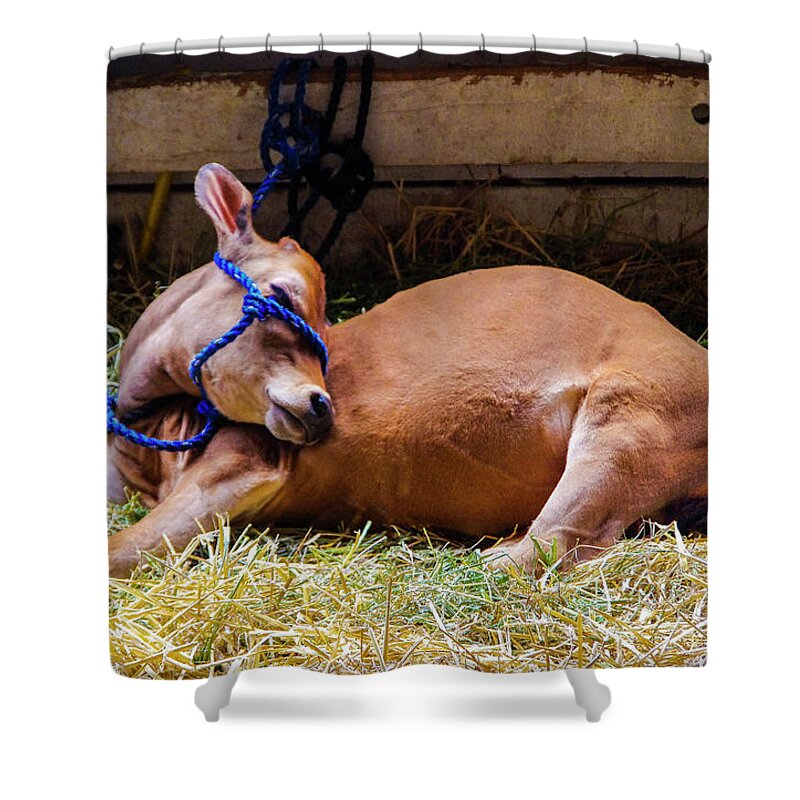 Photography Shower Curtain featuring the photograph Nap time at the Fair by Steven Clark
