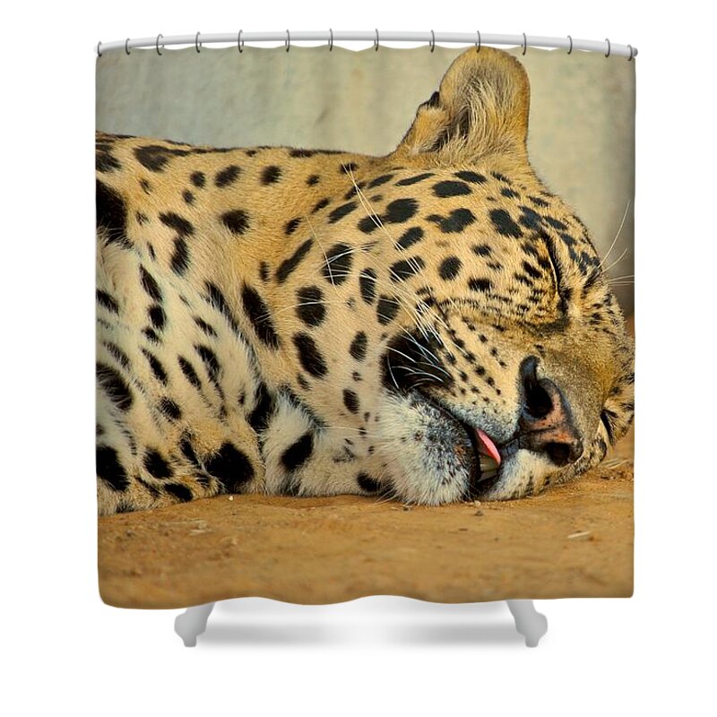 Leopards Shower Curtain featuring the photograph Nap Time by Donna Shahan