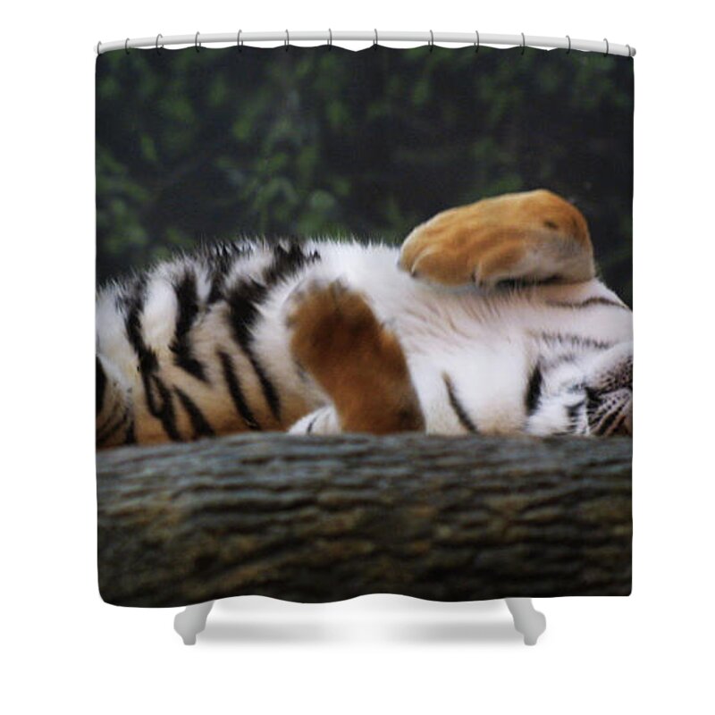Zoo Shower Curtain featuring the photograph Nap Time by Jean Wolfrum