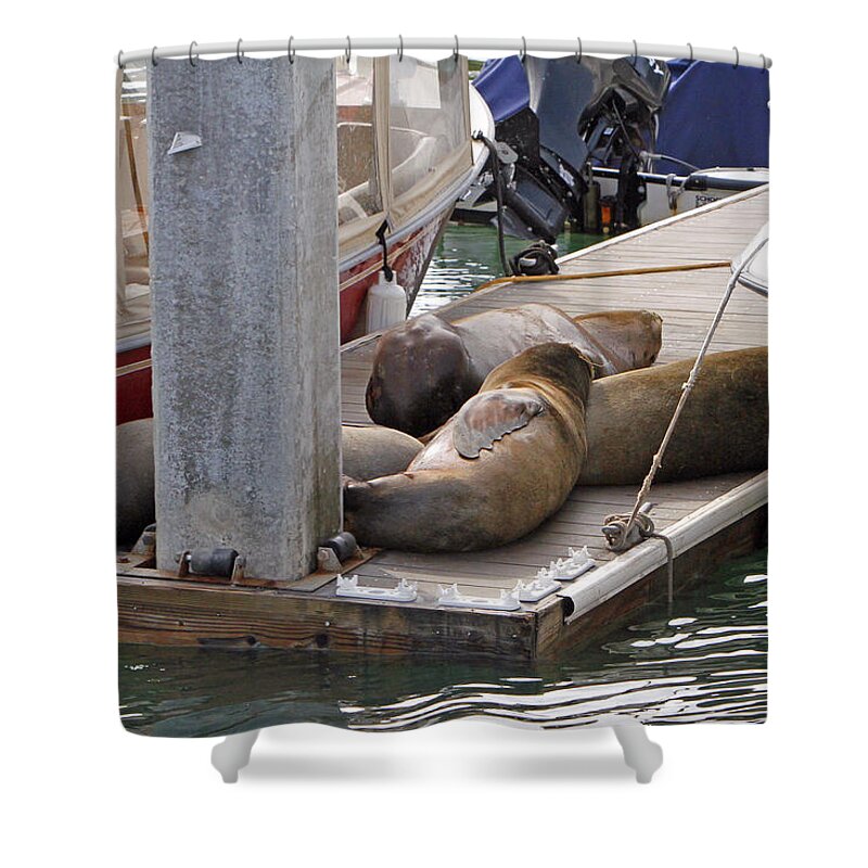 Sea Lion Shower Curtain featuring the photograph Nap Time by Shoal Hollingsworth