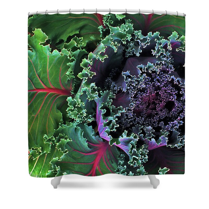 Kale Shower Curtain featuring the photograph Naples Kale by Lynda Lehmann