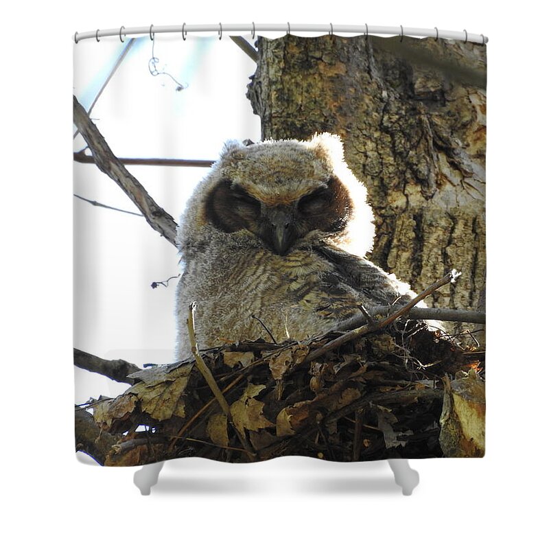Great Horned Owl Shower Curtain featuring the photograph Napping Owl by Betty-Anne McDonald