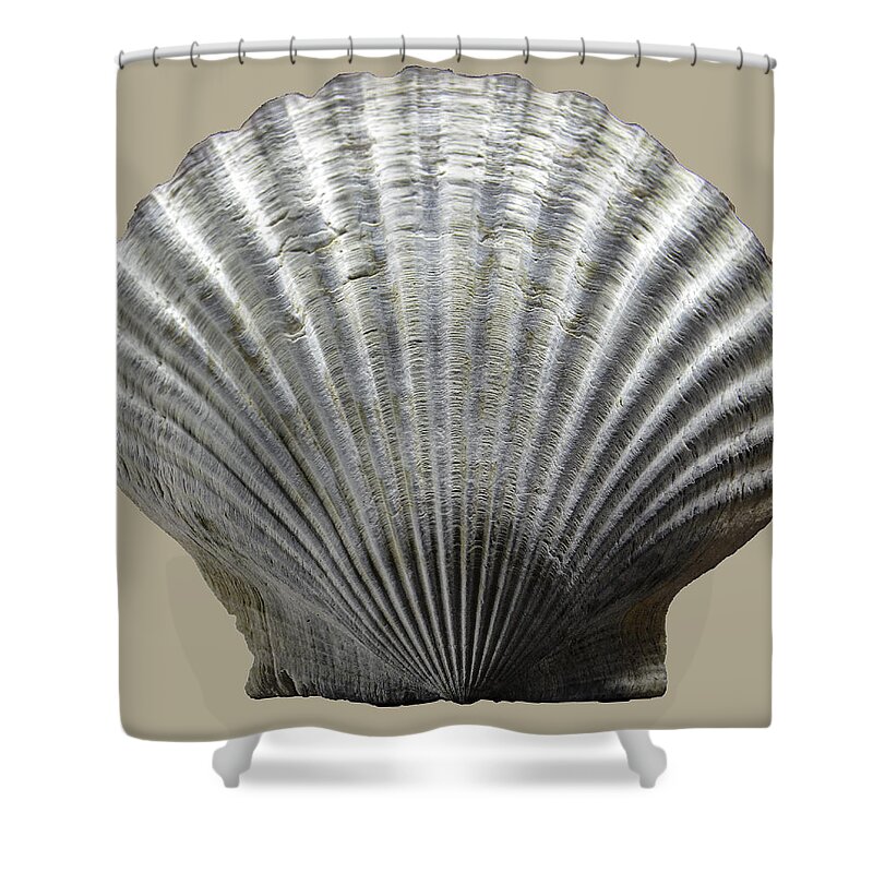 Sea Shower Curtain featuring the photograph Natural Shell by WAZgriffin Digital