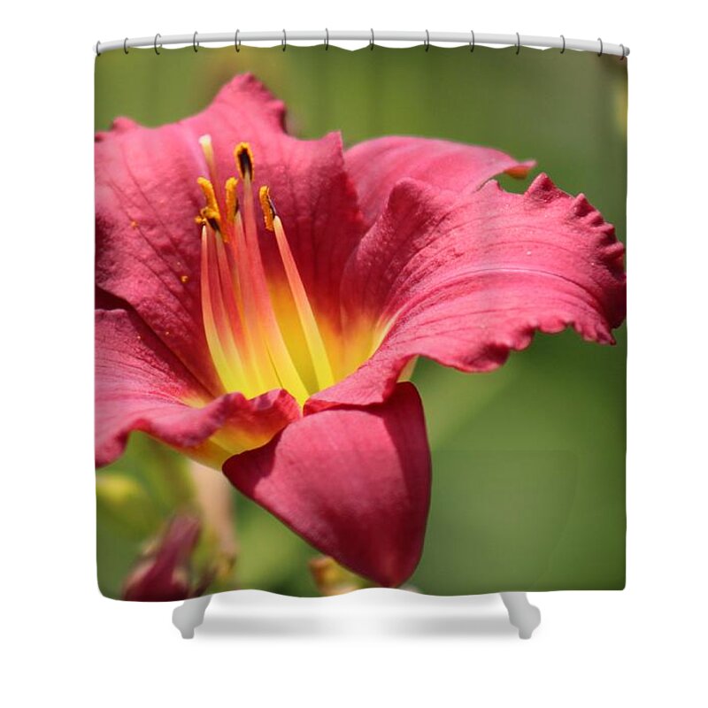Yellow Shower Curtain featuring the photograph Nature's Beauty 41 by Deena Withycombe