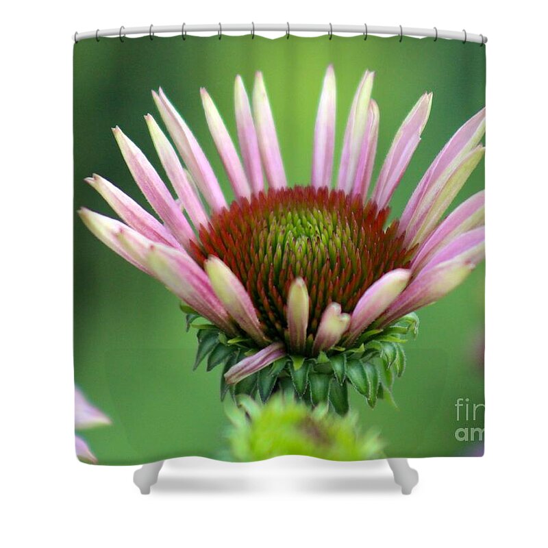 Pink Shower Curtain featuring the photograph Nature's Beauty 75 by Deena Withycombe