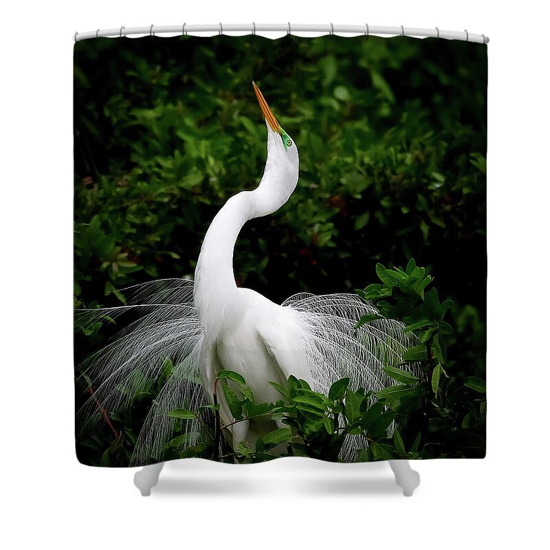 Great Egret Shower Curtain featuring the photograph Nature's Glory by Dennis Goodman Photography