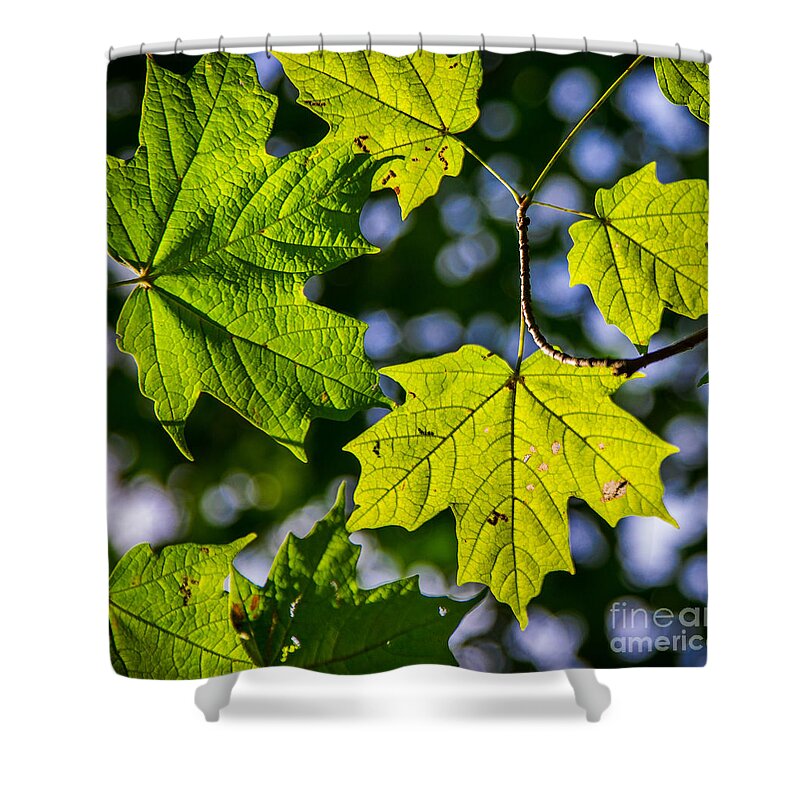 Fall Shower Curtain featuring the photograph Natures Going Green Design by Michael Arend