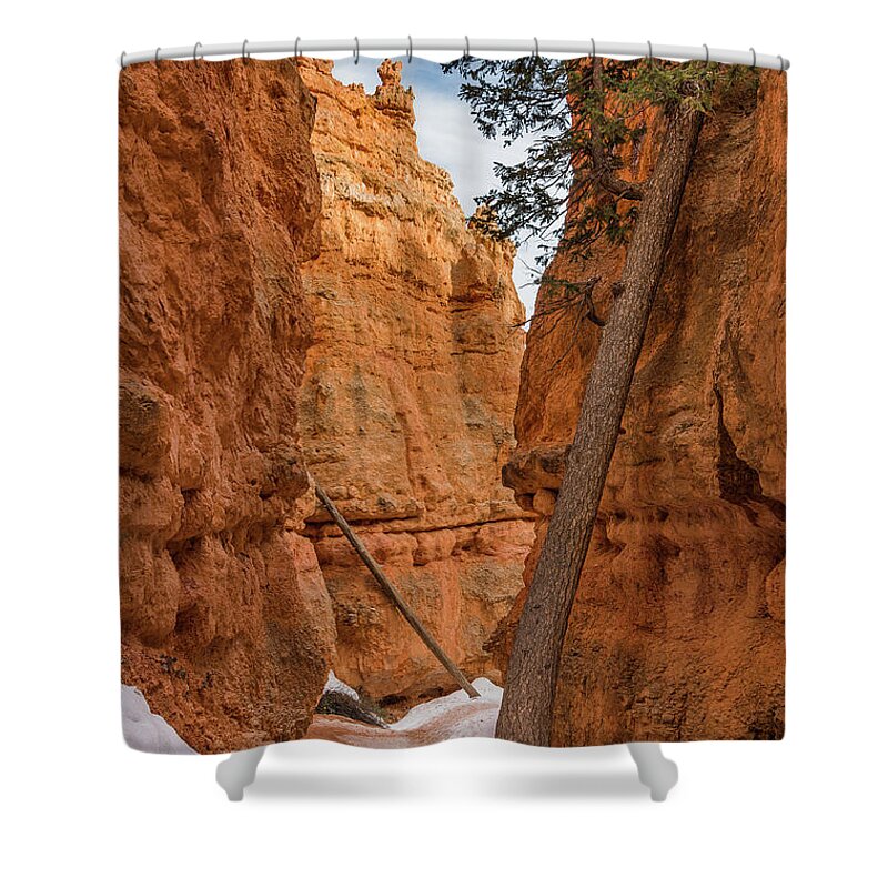 Bryce Canyon National Park Shower Curtain featuring the photograph Navajo Trail Tree by Greg Nyquist