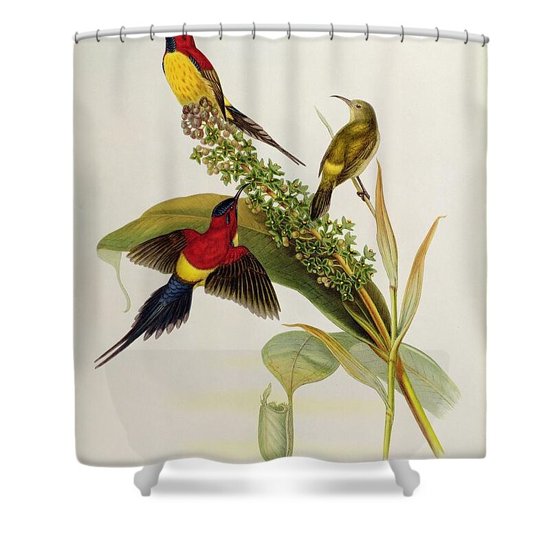 Nectarinia Shower Curtain featuring the painting Nectarinia Gouldae by John Gould