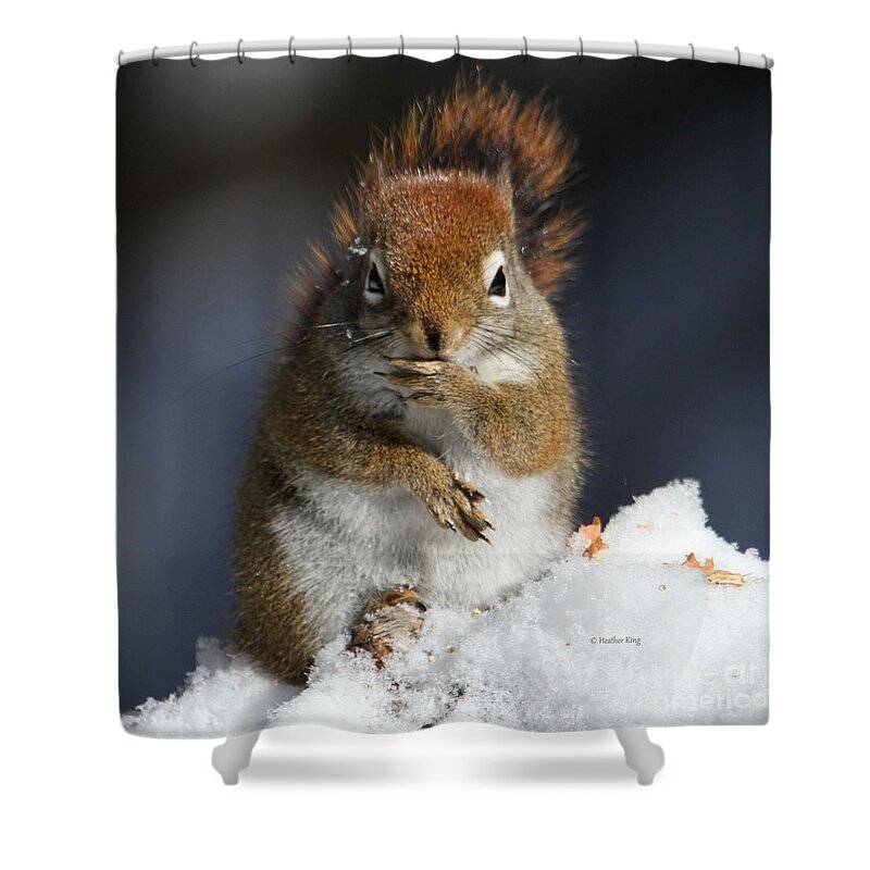 Squirrel Shower Curtain featuring the photograph The thinker by Heather King