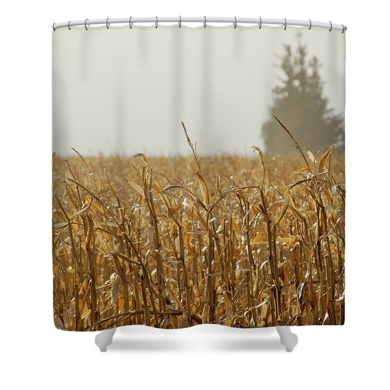 Pines Shower Curtain featuring the photograph Neighborhood Pines by Troy Stapek