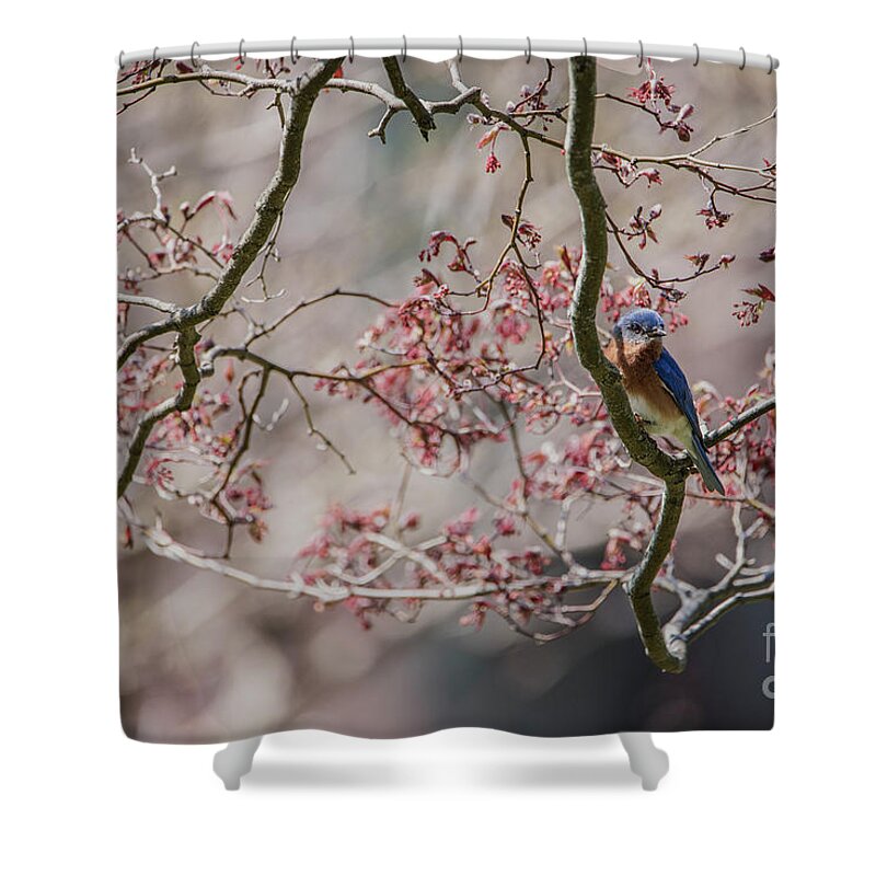 Bluebird Shower Curtain featuring the photograph Nest Scouting by Judy Wolinsky