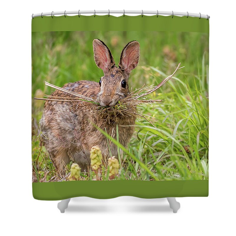 Terry D Photography Shower Curtain featuring the photograph Nesting Rabbit by Terry DeLuco