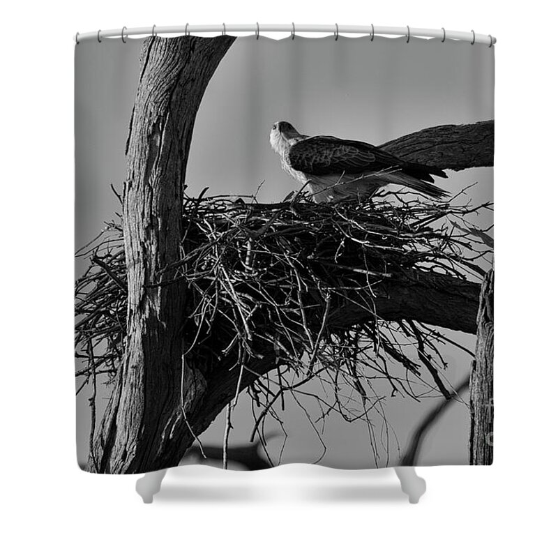 Brown Kite Shower Curtain featuring the photograph Nesting V2 by Douglas Barnard