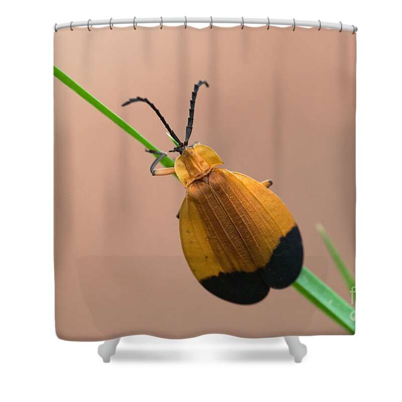 Beetle Shower Curtain featuring the photograph Net Winged Beetle by Al Andersen