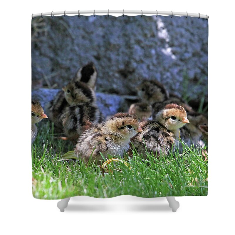 Quail Shower Curtain featuring the photograph Nevada Chicks by Donna Kennedy