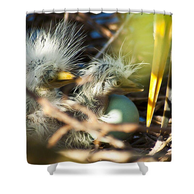 Egret Hatchlings Shower Curtain featuring the photograph New Arrivals by Carolyn Marshall