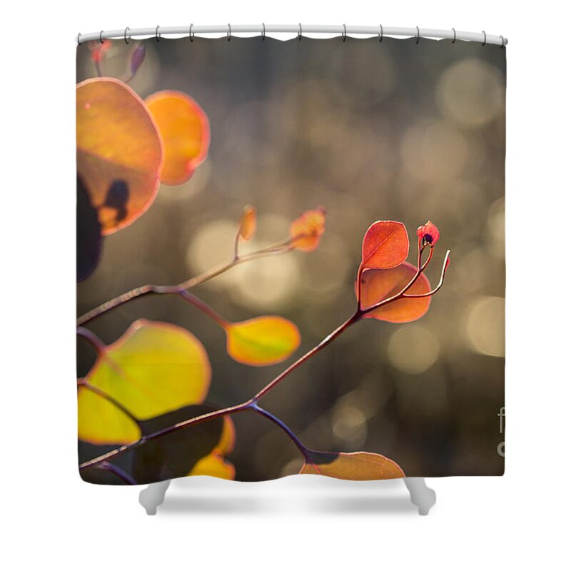 Leaf Shower Curtain featuring the photograph New Leaves 2 by Linda Lees
