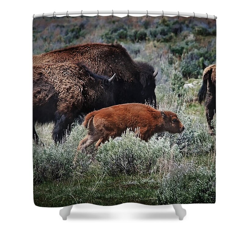 Animals Shower Curtain featuring the photograph New life on the prairie by John Christopher