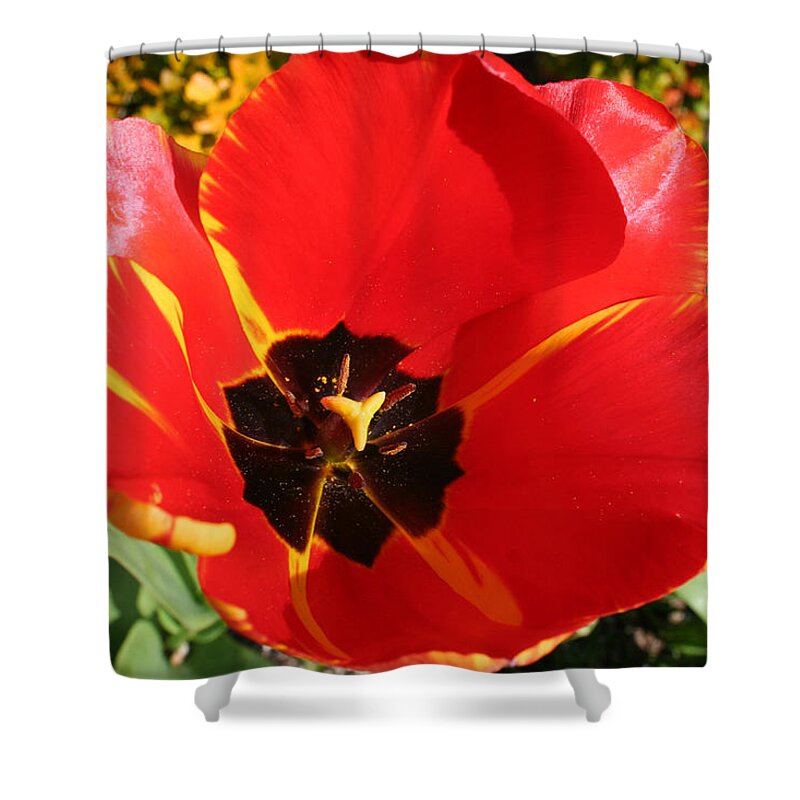 Red Tulips Shower Curtain featuring the photograph New Spring Beginnings by Mary Gaines