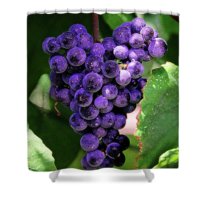 Grapes Art Shower Curtain featuring the painting New Wine by Constance Woods