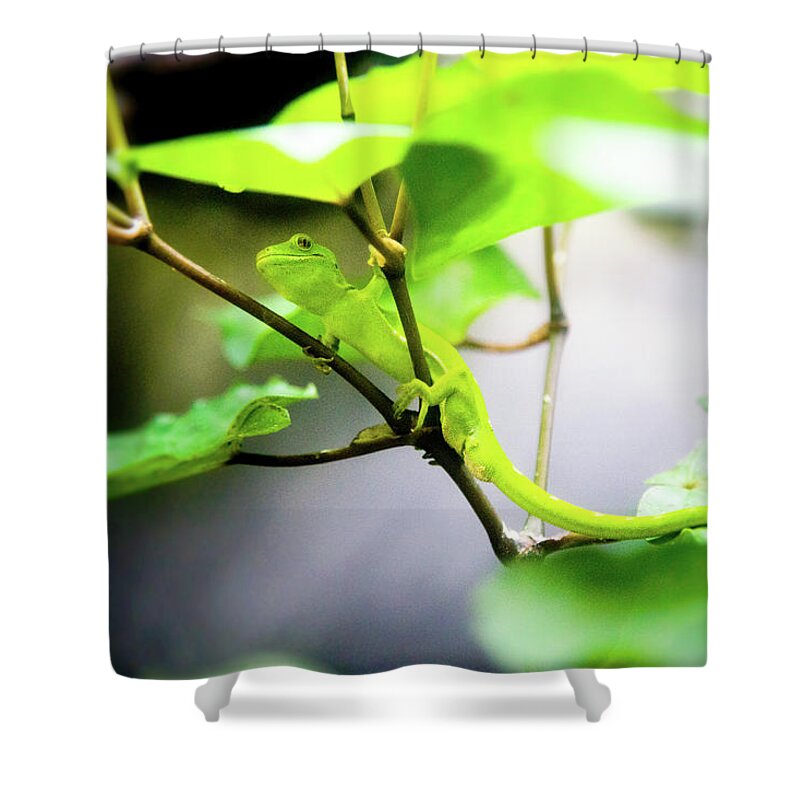New Zealand Shower Curtain featuring the photograph New Zealand Lizard by Kathryn McBride