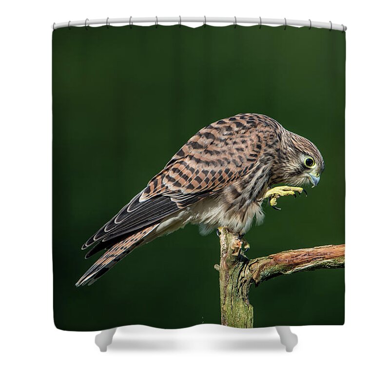 Kestrel Shower Curtain featuring the photograph Next step of the young european kestrel by Torbjorn Swenelius