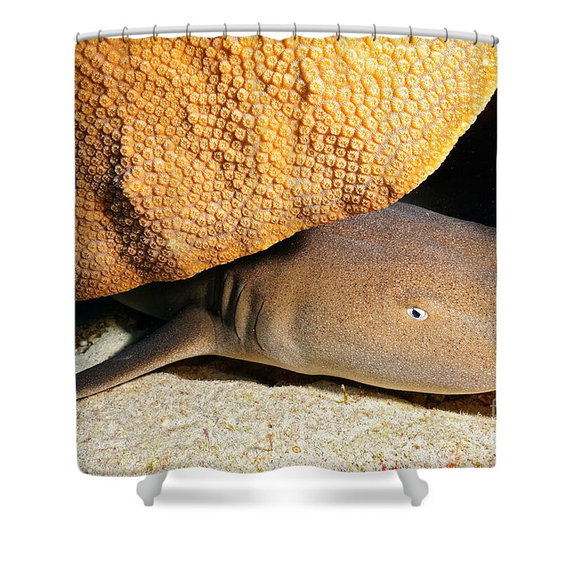 Nurse Shark Shower Curtain featuring the photograph Nocturnal Hunter by Aaron Whittemore