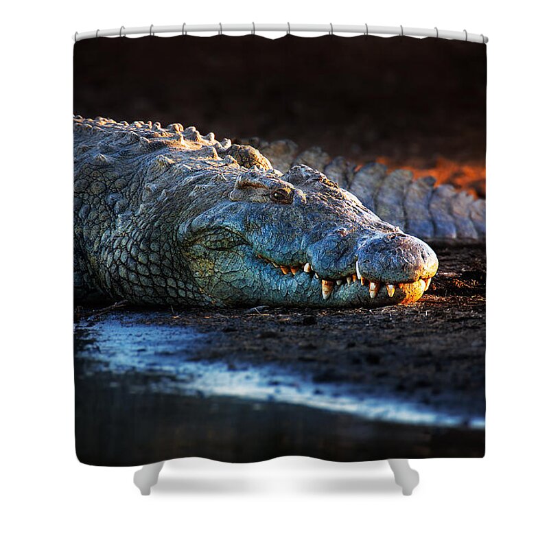 Nile crocodile on riverbank-1 Shower Curtain by Johan Swanepoel