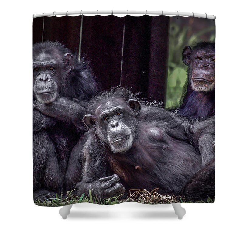 Monkeys Shower Curtain featuring the photograph No Monkey Business by Jaime Mercado