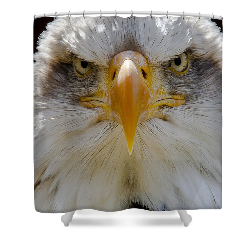 North American Bald Eagle Shower Curtain featuring the photograph North American bald eagle by Andy Myatt