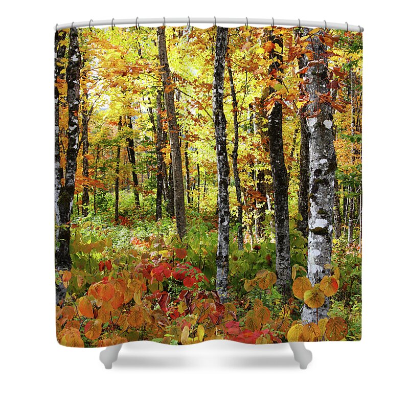 Photography Shower Curtain featuring the photograph North Woods Trees #6 by Brett Pelletier