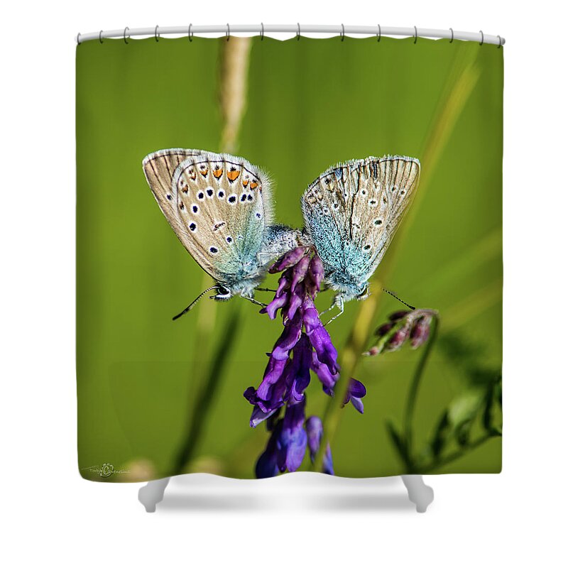 Northern Blue Shower Curtain featuring the photograph Northern Blue's mating by Torbjorn Swenelius