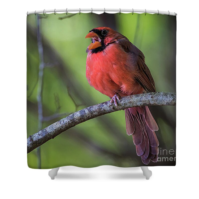 Nature Shower Curtain featuring the photograph Northern Cardinal - Male by DB Hayes