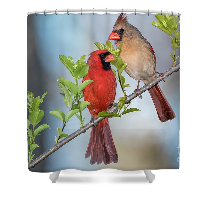 Northern Cardinals Shower Curtain featuring the photograph Northern Cardinal Pair in Spring by Bonnie Barry