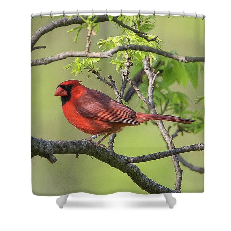 Ronnie Maum Shower Curtain featuring the photograph Northern Cardinal with Bracelet by Ronnie Maum