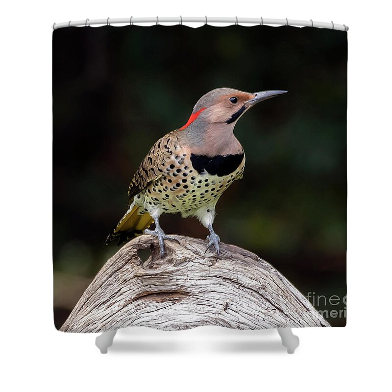 Bird Shower Curtain featuring the photograph Northern Flicker by DB Hayes
