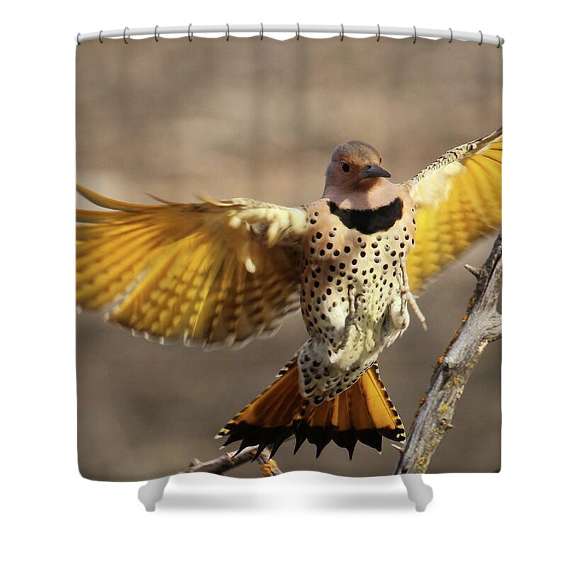 Northern Flicker Shower Curtain featuring the photograph Northern Flicker Landing by Gail Huddle