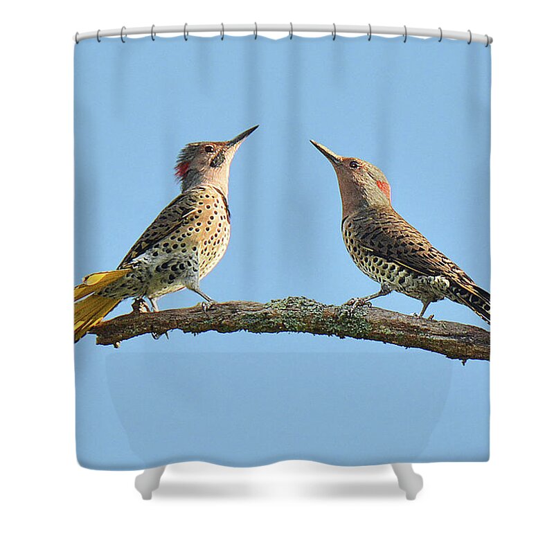 Bird Shower Curtain featuring the photograph Northern Flickers Communicate by Alan Lenk